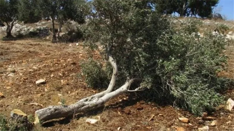 أسوأ موسم للزيتون فى الأردن منذ 20 عاما.. تراجع الإنتاج يهدد الأمن الغذائى