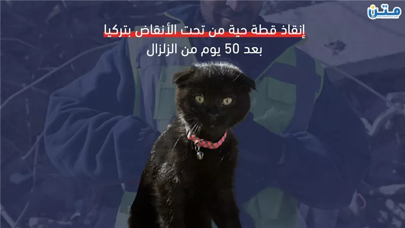 إنقاذ قطة حية من تحت الأنقاض بعد 50 يوم من زلزال تركيا (فيديوجراف)