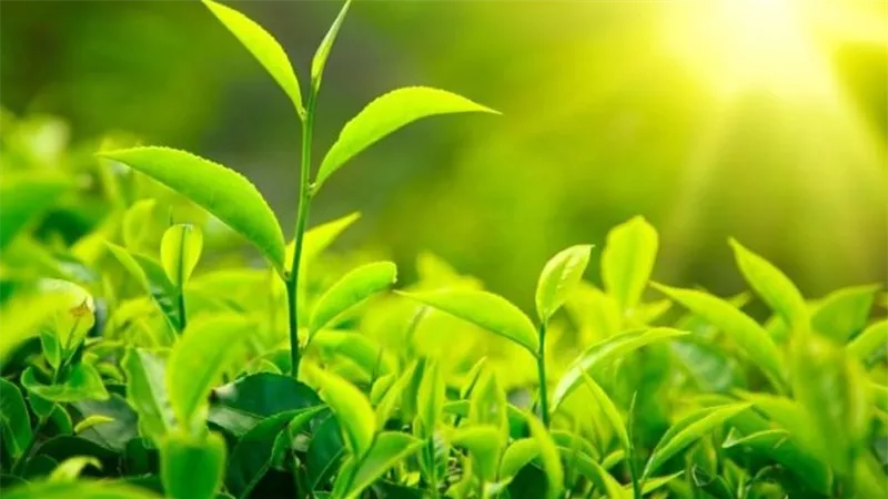 طرق حماية النباتات من درجات الحرارة المرتفعة.. وسيناريوهات المناخ المستقبلية