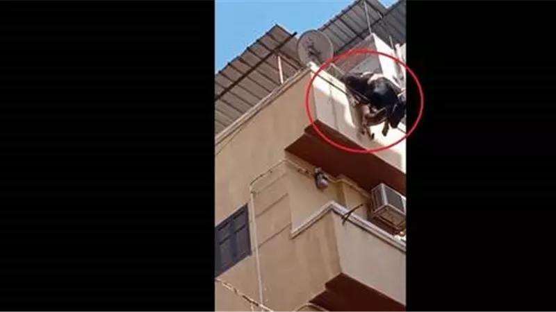 مصر.. مقطع مروع لهروب عجل وسقوطه من الدور الرابع