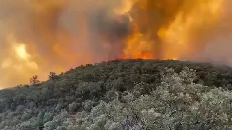المغرب.. استنفار عقب اندلاع حريق غابات مهول بإقليم تازة