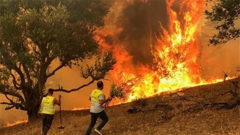 الجزائر: تعويض متضرري الحرائق سيشمل الخسائر في المحاصيل الزراعية