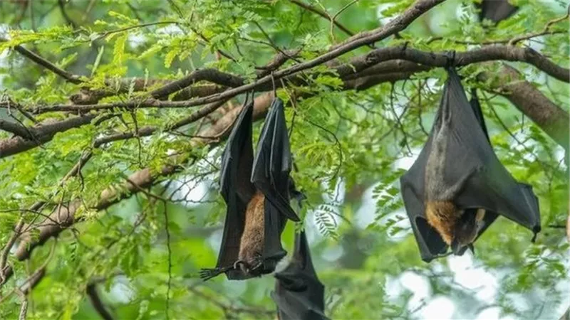 أبرز المعلومات حول فيروس نيباه.. وطرق الوقاية 