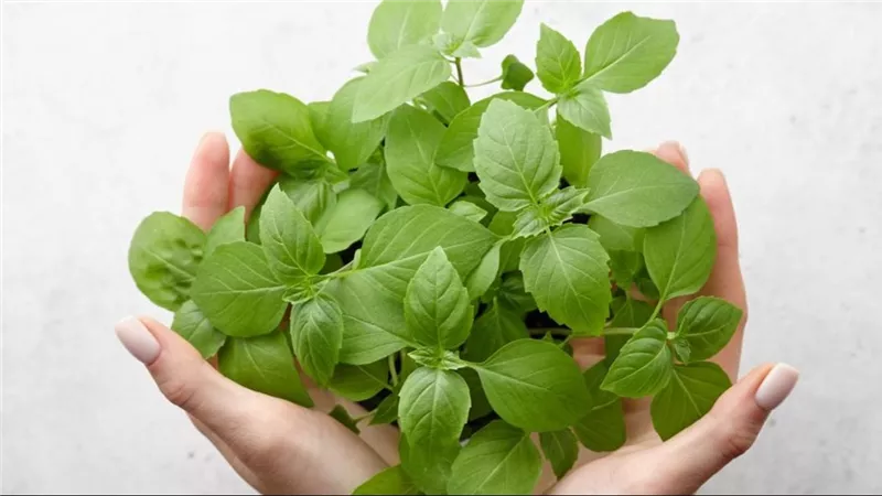 فوائد الريحان واستخداماته المذهلة.. 7 منافع أبرزها علاج السعال في الشتاء