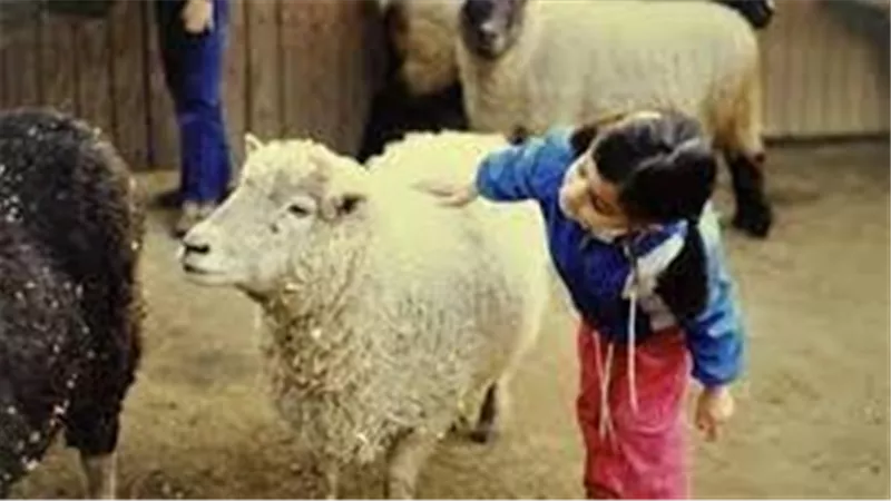 متى يمكن أن يرى الصغير ذبح أضحية العيد؟ 