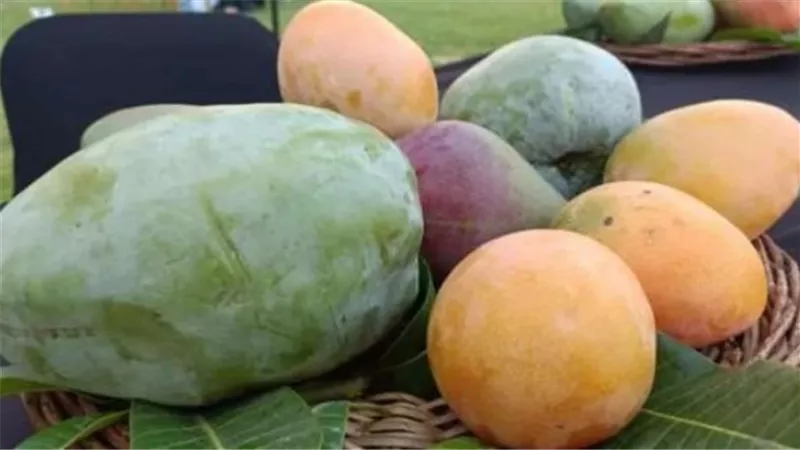 أسعار المانجو بالأسواق اليوم 17_ 7_ 2024