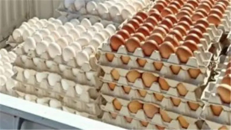 تفسير رؤية البيض في المنام