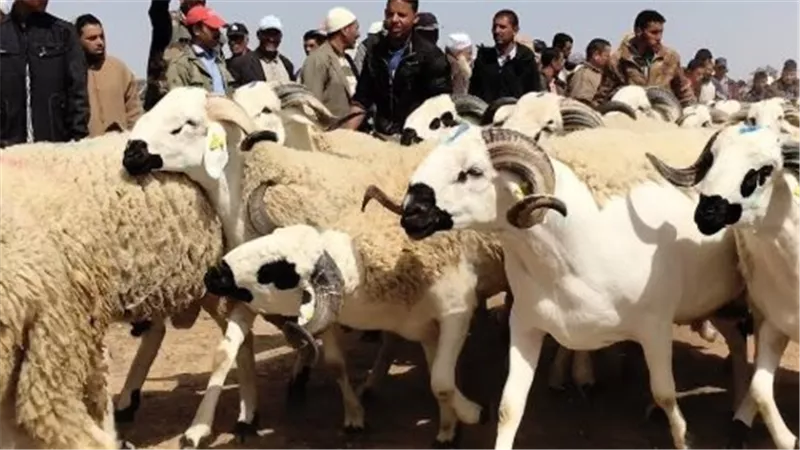 هل يمكن أن تُؤجل الأضحية في حالات معينة؟