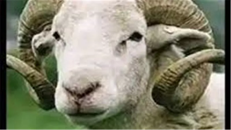 تفسير رؤية النطح في المنام