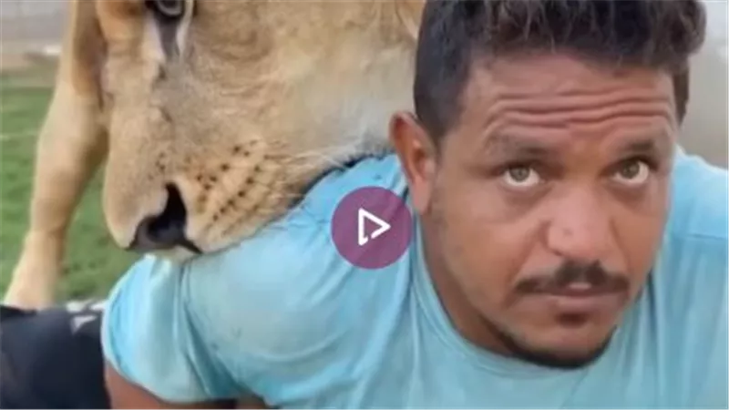 فيديو أسد في ليبيا يثير غضبًا واسعًا بعد مهاجمته لعامل مصري