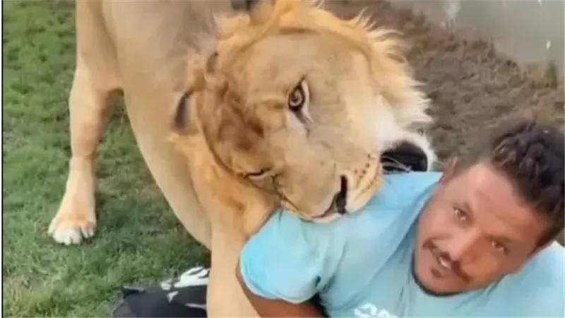 فيديو أسد في ليبيا يهاجم عاملًا مصريًا ويثير غضبًا واسعًا على مواقع التواصل