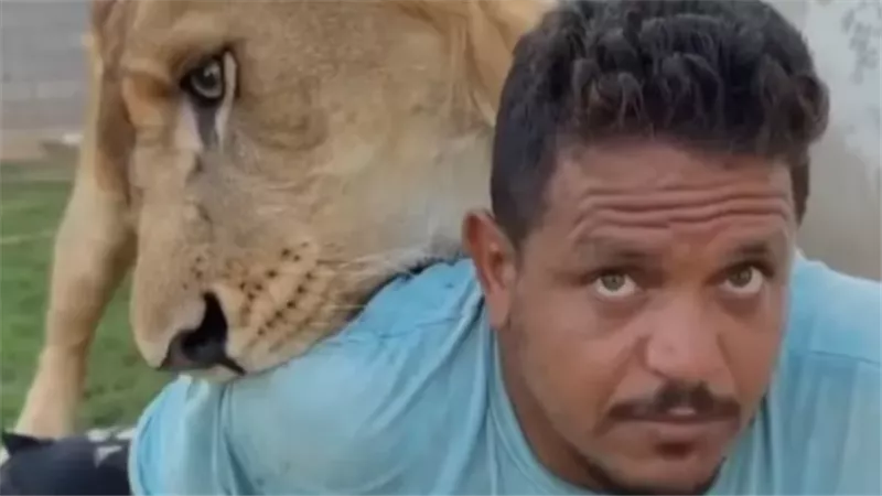 هجوم أسد على عامل مصري في مزرعة ليبية: القصة الكاملة وردود الفعل الغاضبة