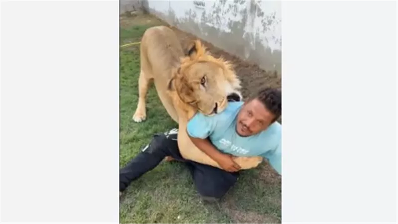 تربية الأسود في ليبيا تحت المجهر بعد فيديو مهاجمة عامل مصري
