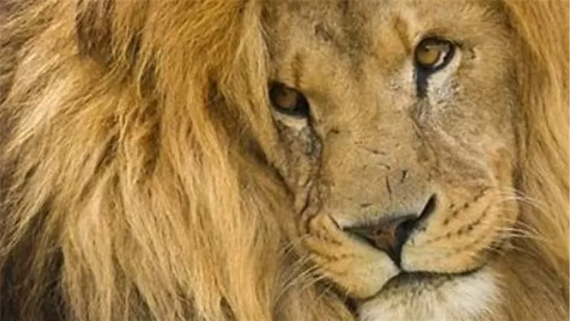 لماذا تنتشر ظاهرة تربية الأسود في ليبيا وما مخاطرها على حياة الناس؟