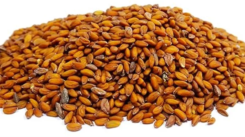 فوائد حب الرشاد.. كنز من الطبيعة لصحتك 