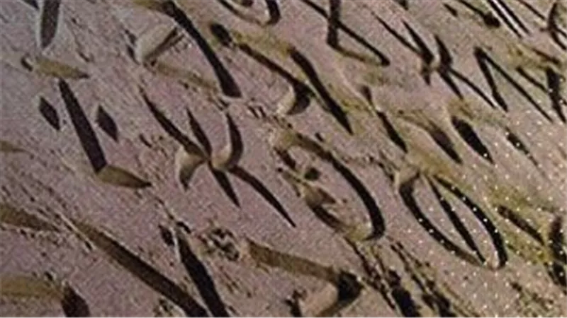 يوم اللغة المهرية.. الجنوب يحتفي بتراثه الثقافي وتنوعه الحضاري