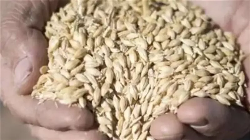 دليل التاجر والمزارع.. تحديثات أسعار طن الأرز الشعير والأبيض اليوم بمحافظات مصر