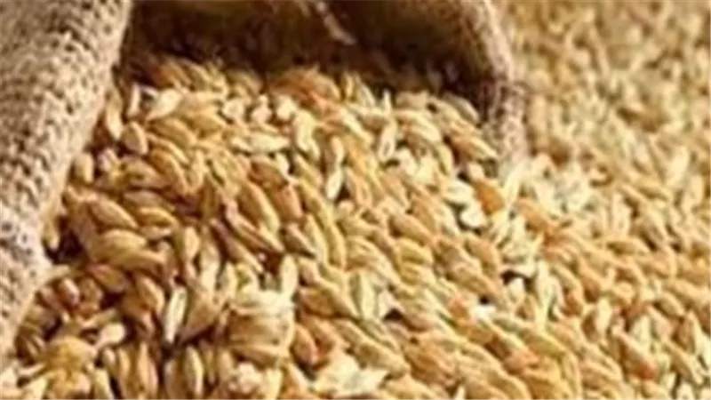 أسعار الأرز الشعير عريض الحبة تسجل 14 ألف جنيه للطن.. قراءة في مؤشرات السوق