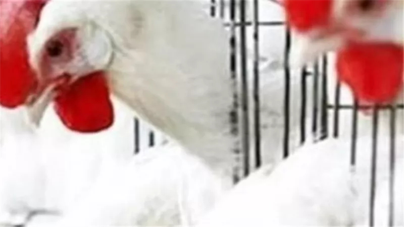 دليل المستهلك لأسعار الدواجن اليوم: الفراخ البيضاء تسجل مستويات جديدة في المزارع