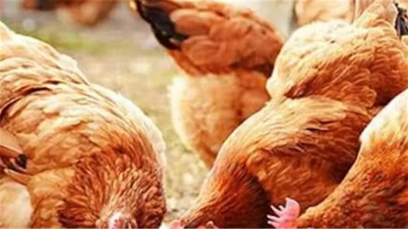 تفاصيل أسعار الفراخ البيضاء والبلدي والساسو في المزارع والأسواق