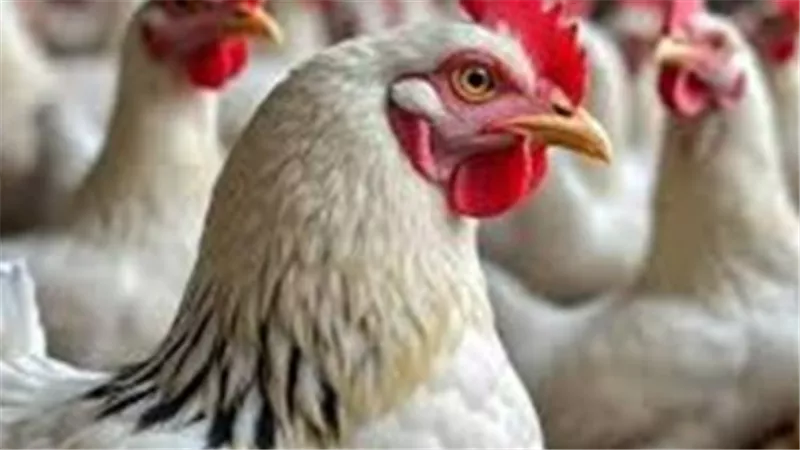 دليل المواطن لأسعار الطيور بالشرقية: الفراخ والبيض والكتاكيت تحت مجهر الرصد اليومي