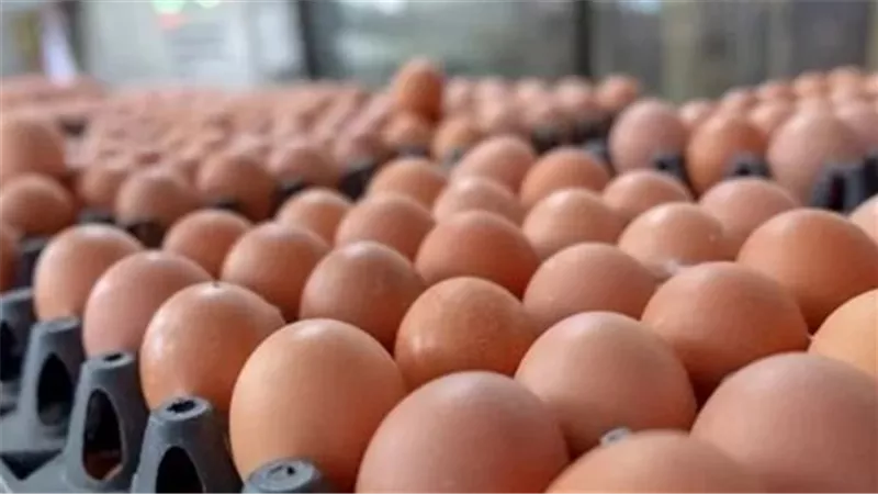 بالارقام.. سعر كرتونة البيض الأبيض والأحمر اليوم الأربعاء 29-4-2026 في الأسواق