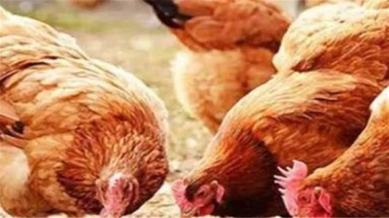 تفاصيل أسعار الفراخ 
