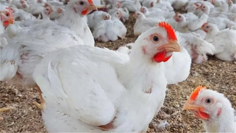 بكام الفراخ والبيض النهارده؟.. تفاصيل الأسعار في بورصة الدواجن مطلع مايو