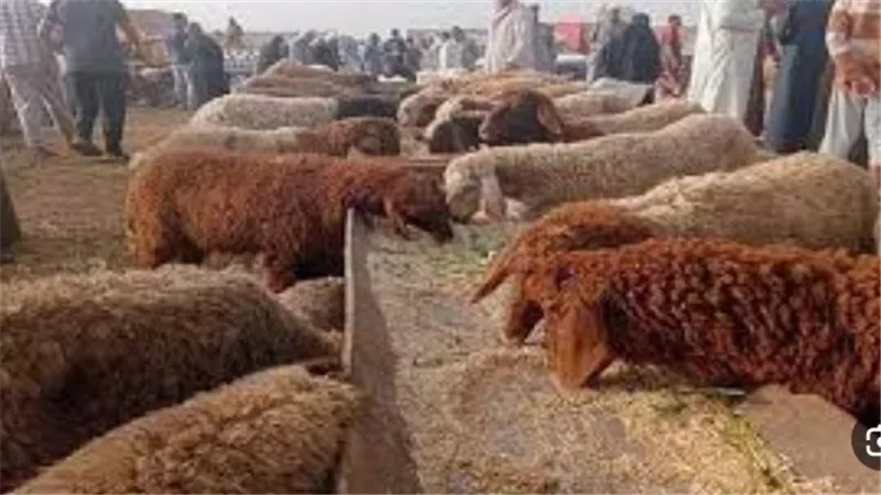 أسعار الخراف 2026.. الكيلو البرقي والبلدي يبدأ من 200 جنيه في المزارع
