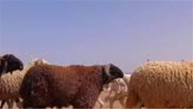 احذر تسمين الملح.. كيف تكتشف أساليب التدليس بأسواق الماشية قبل الشراء؟