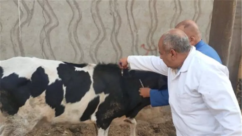 جهود بيطرية مكثفة في أسيوط: 1207 لجنة ميدانية لمواجهة الحمى القلاعية والوادي المتصدع