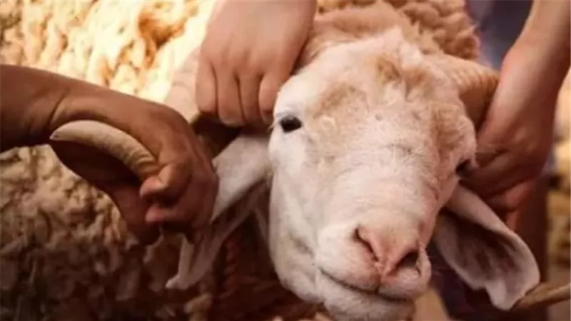 في عيد الأضحى.. مصر تفتح مجازر مجانية بجميع المحافظات