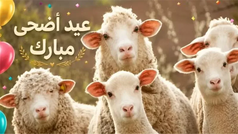 الدولة تستعد لعيد الأضحى 2026: ضخ كميات ضخمة من اللحوم وتخفيضات تصل إلى 40%
