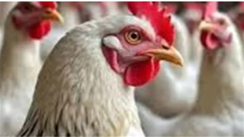 أسعار الفراخ البيضاء والبلدي في المزارع والأسواق