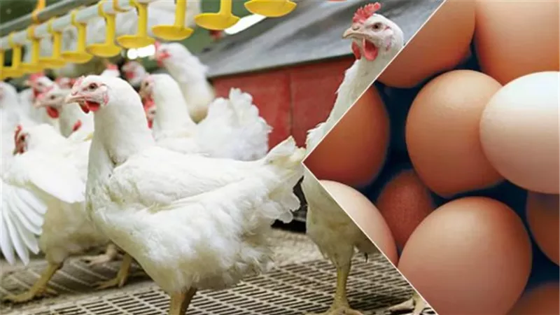 أسعار الفراخ البيضاء والساسو والبلدي في المزارع والأسواق