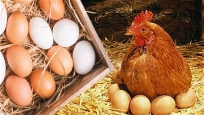 تحديثات أسعار الفراخ والبيض: استقرار نسبي في الأسواق المحلية اليوم