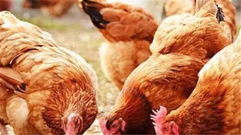 تفاصيل أسعار الدواجن الحمراء الساسو والبانية في المحال التجارية والأسواق المصرية اليوم