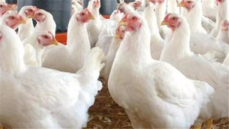 أسعار البيض اليوم الخميس.. الأبيض والأحمر والبلدي في الأسواق