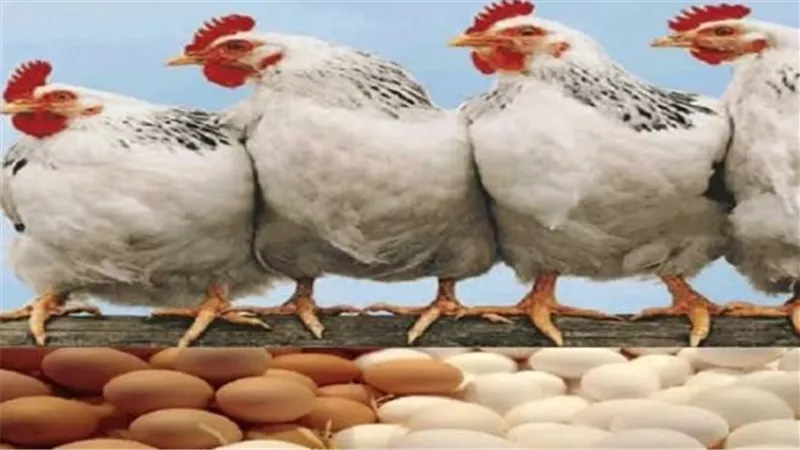 الفراخ بكام النهارده؟.. أسعار الدواجن والبيض اليوم الخميس 20 أغسطس