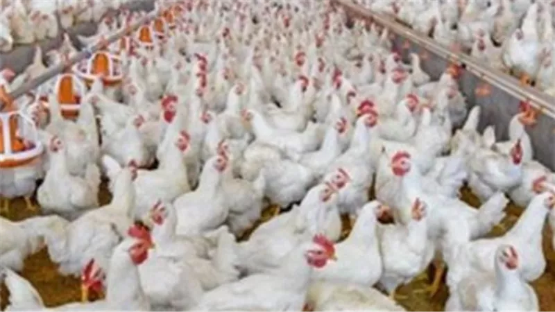 قبل ما تشتري.. أسعار الفراخ البيضاء والبلدي والبيض اليوم السبت بالتفصيل