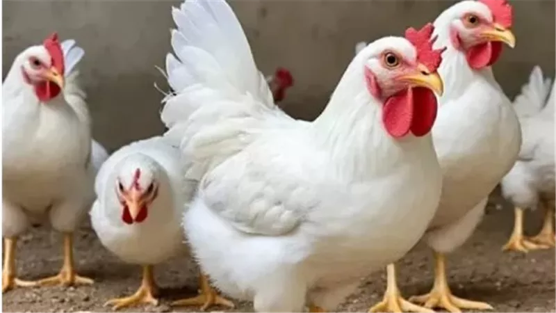 سعر كرتونة البيض اليوم السبت.. الأحمر والأبيض والبلدي في الأسواق