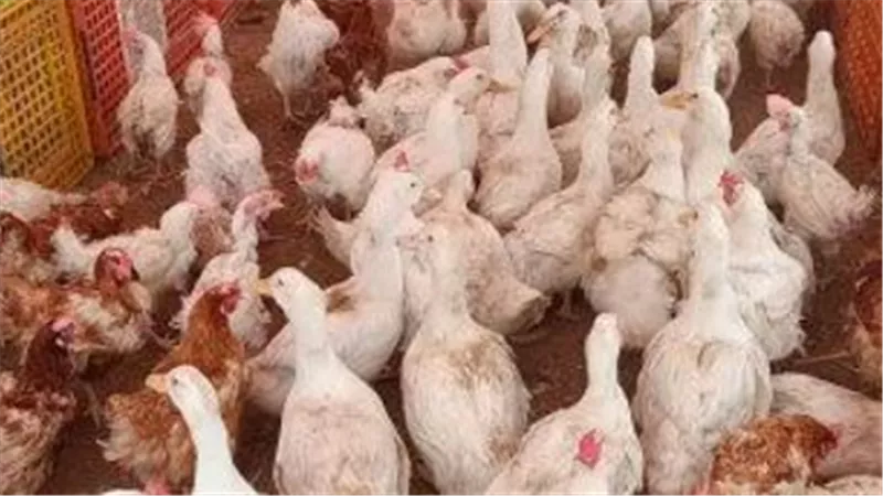 سعر الفراخ والبيض اليوم.. قائمة أسعار الدواجن وأجزاء الفراخ في الأسواق