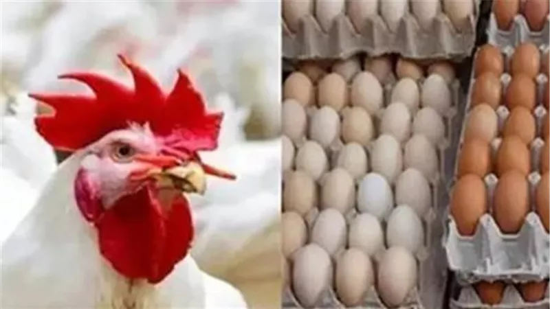 أسعار الدواجن والبيض اليوم.. البانيه والشيش طاووق وكرتونة البيض بكام؟