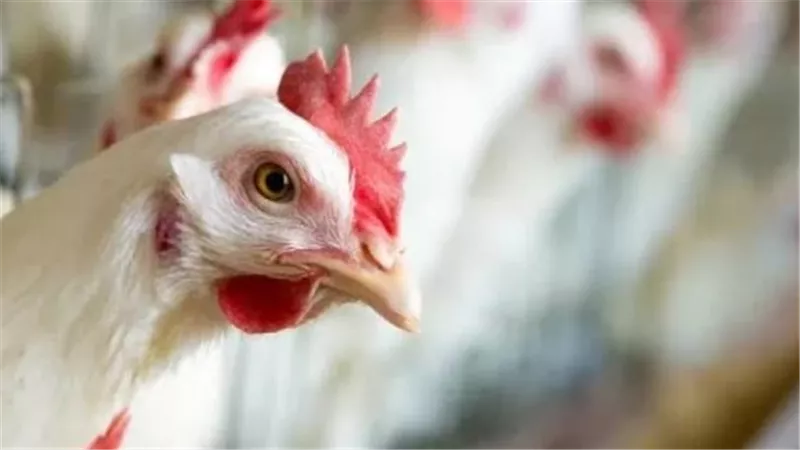 بورصة الدواجن اليوم.. سعر الفراخ البيضاء والبلدي والساسو بالتفصيل