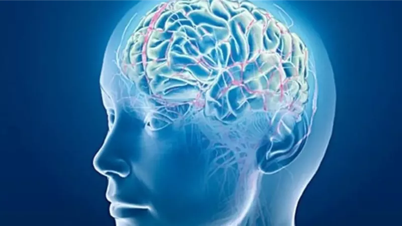  باحثون يكشفون عن بروتين يمكنه عكس الساعة التطورية لخلايا الدماغ البالغة