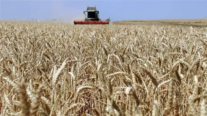 روسيا تقرر حظر تصدير القمح والذرة والشعير لأكثر من 3 أشهر