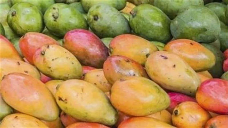 مفاجأة في سعر المانجو.. بكام الكيلو النهارده؟
