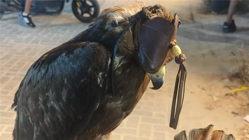 ضبط حيوانات برية معروضة للتصوير على كورنيش مرسى مطروح