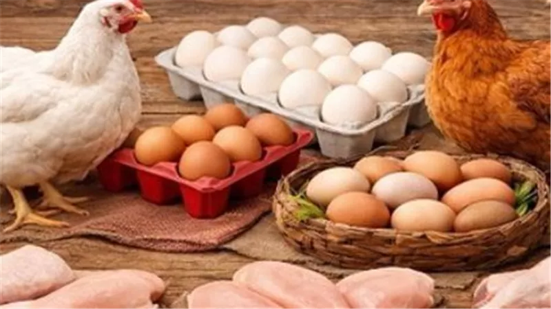 أسعار الفراخ اليوم.. الساسو بـ99 والبلدي بـ107 جنيهات للمستهلك