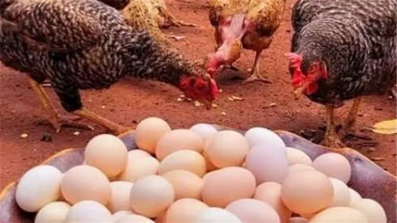 أسعار الفراخ اليوم.. كم سجل كيلو البيضاء والساسو والبلدي في الأسواق؟